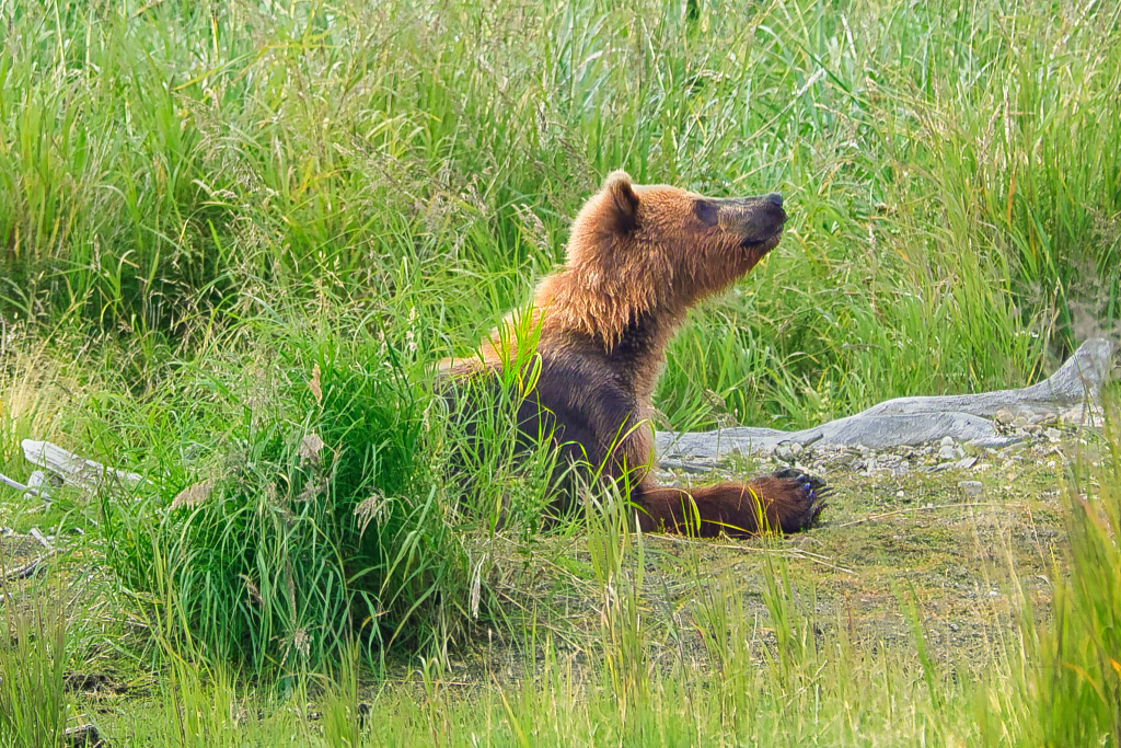 One of Bear 94's cubs at Margot Creek