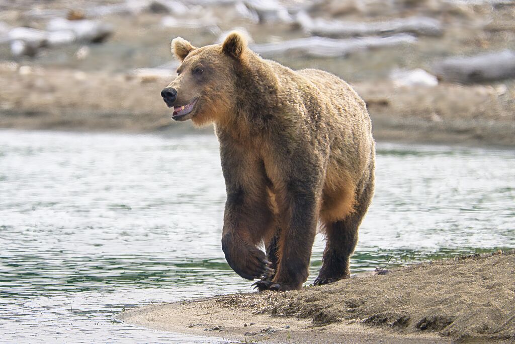Bear 94 8609