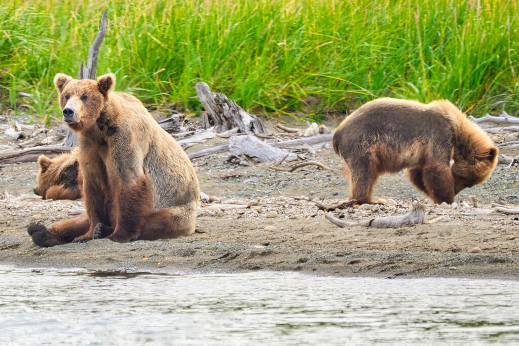 94 and cubs at Margot Creek 8732