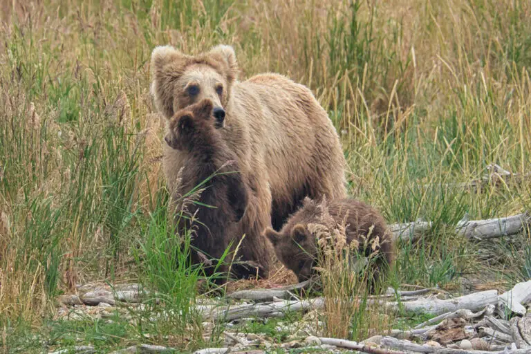 Princess and cubs